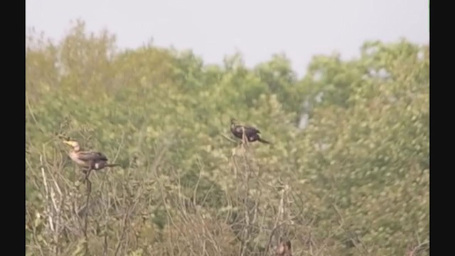 Neotropic Cormorant - ML369005741