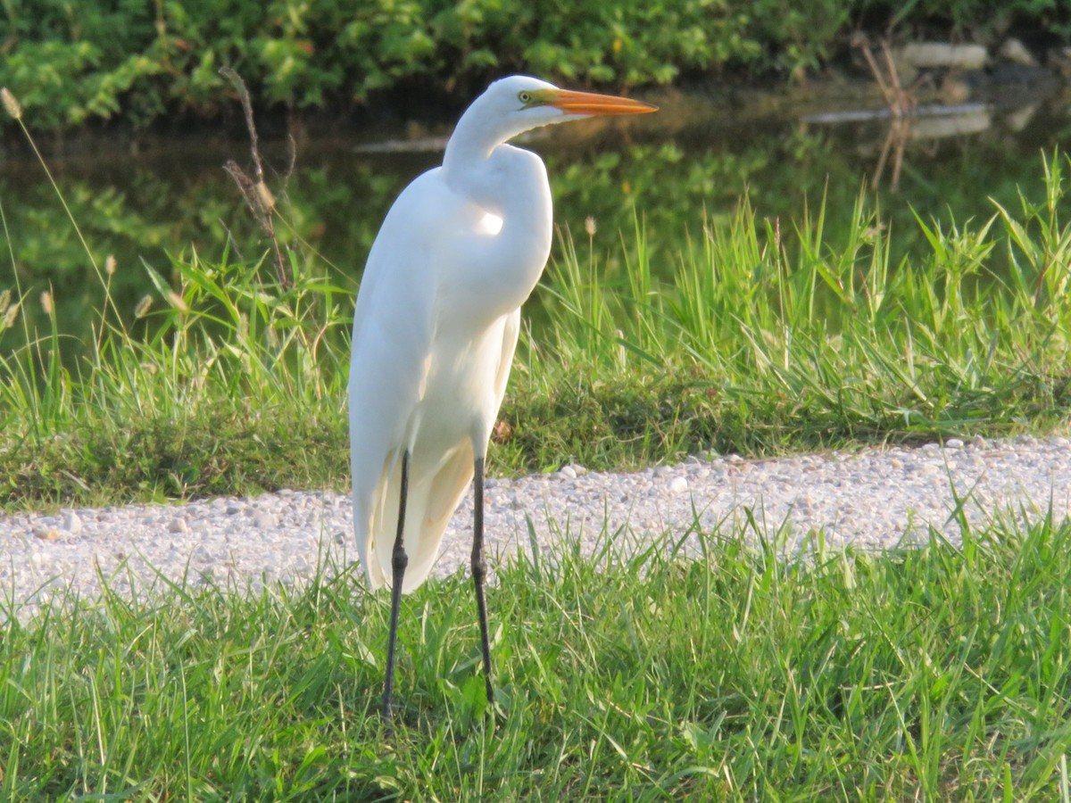 Great Egret - Tanner Shepard