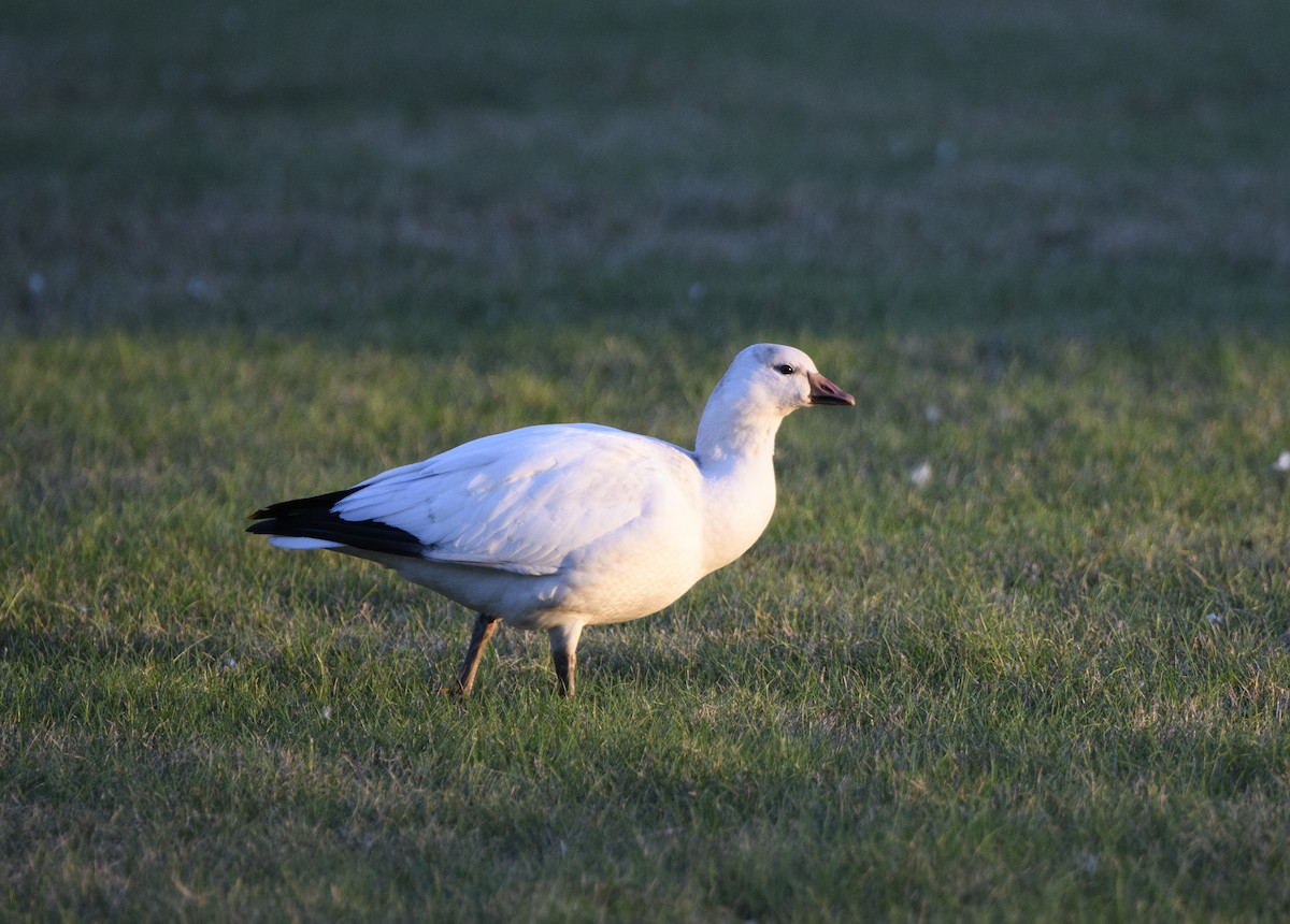 husa bělostná - ML369007131