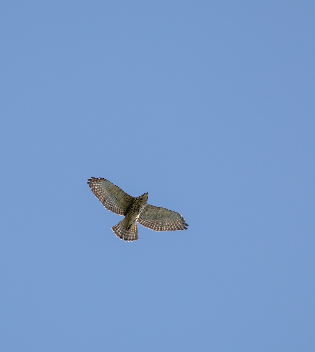 Broad-winged Hawk - Richard  Davis