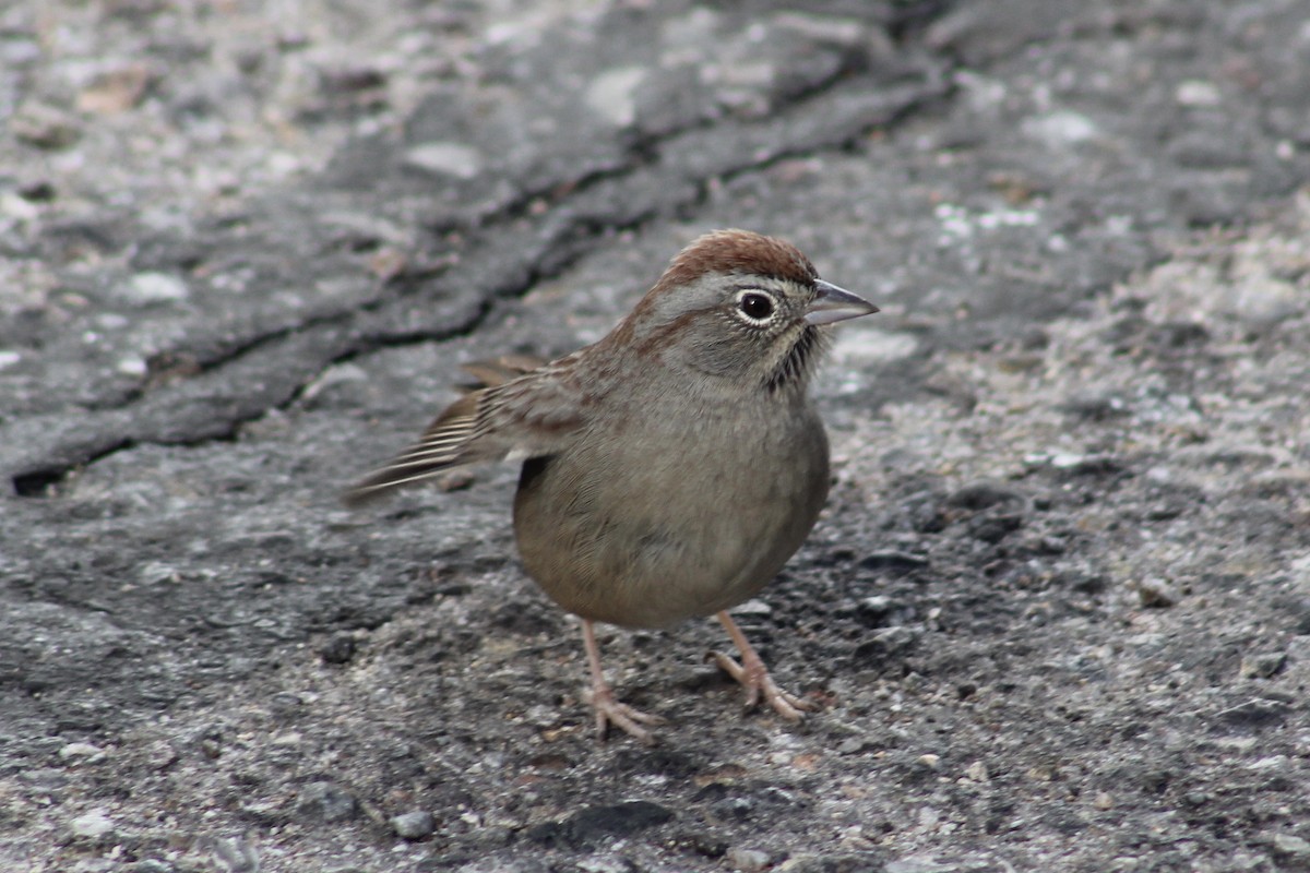 Rufous-crowned Sparrow - ML369012651