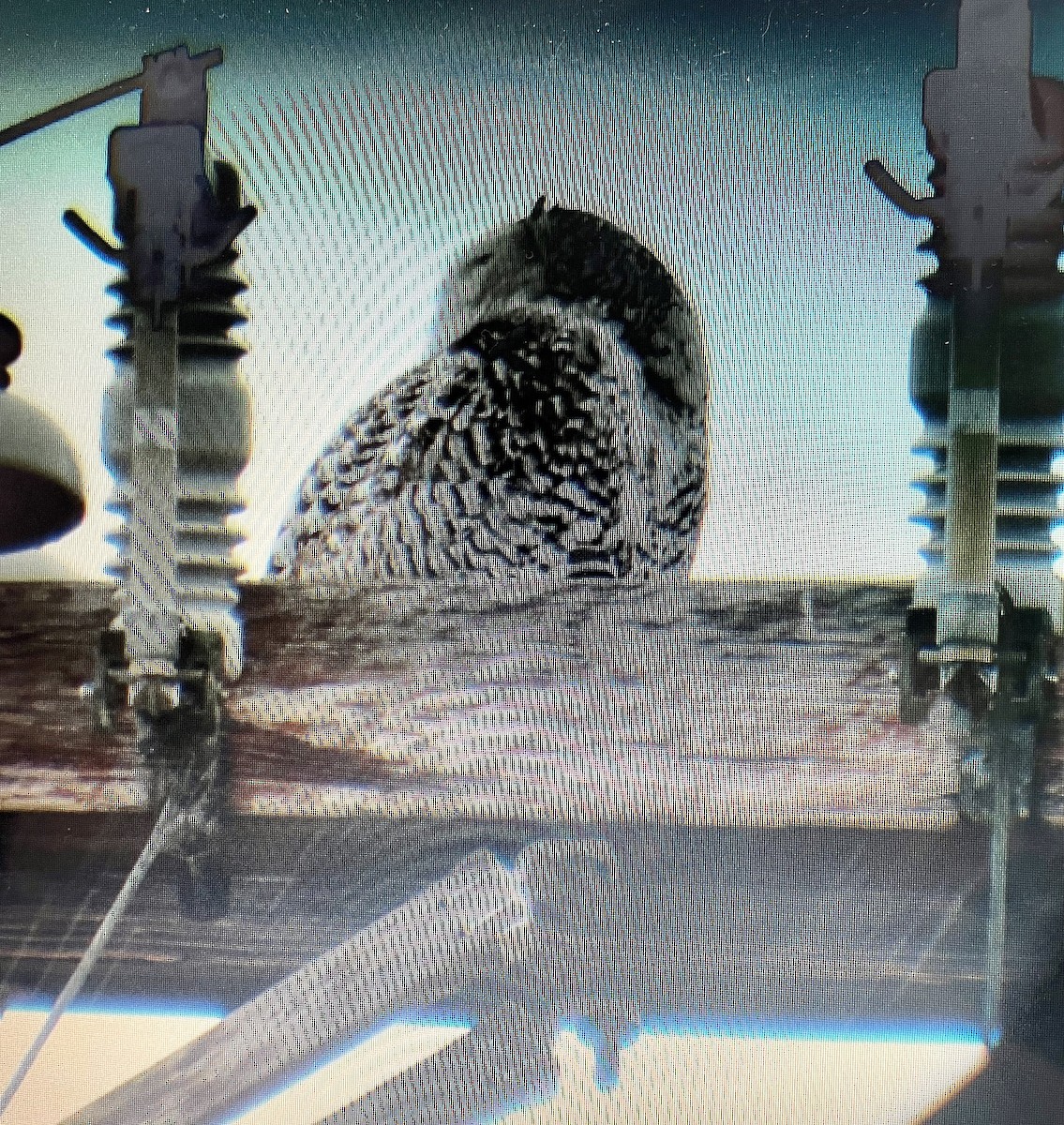 Snowy Owl - ML369016271