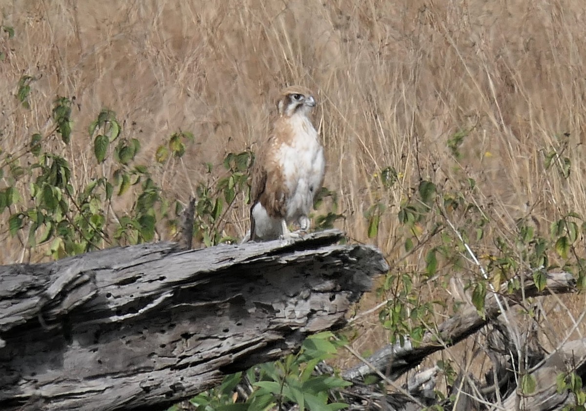 Habichtfalke - ML369017081