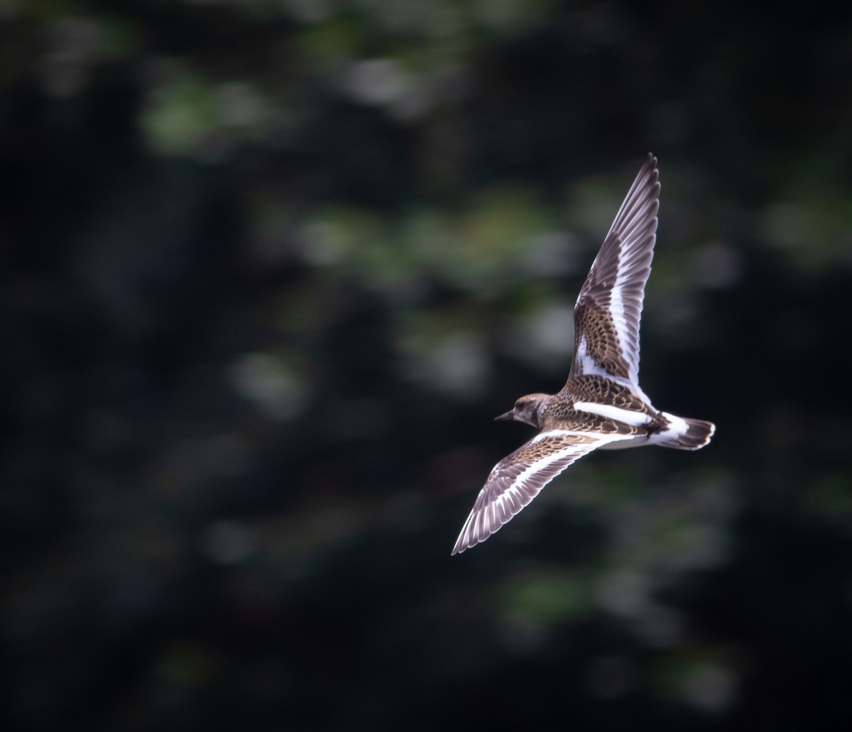 Ruddy Turnstone - ML369017751