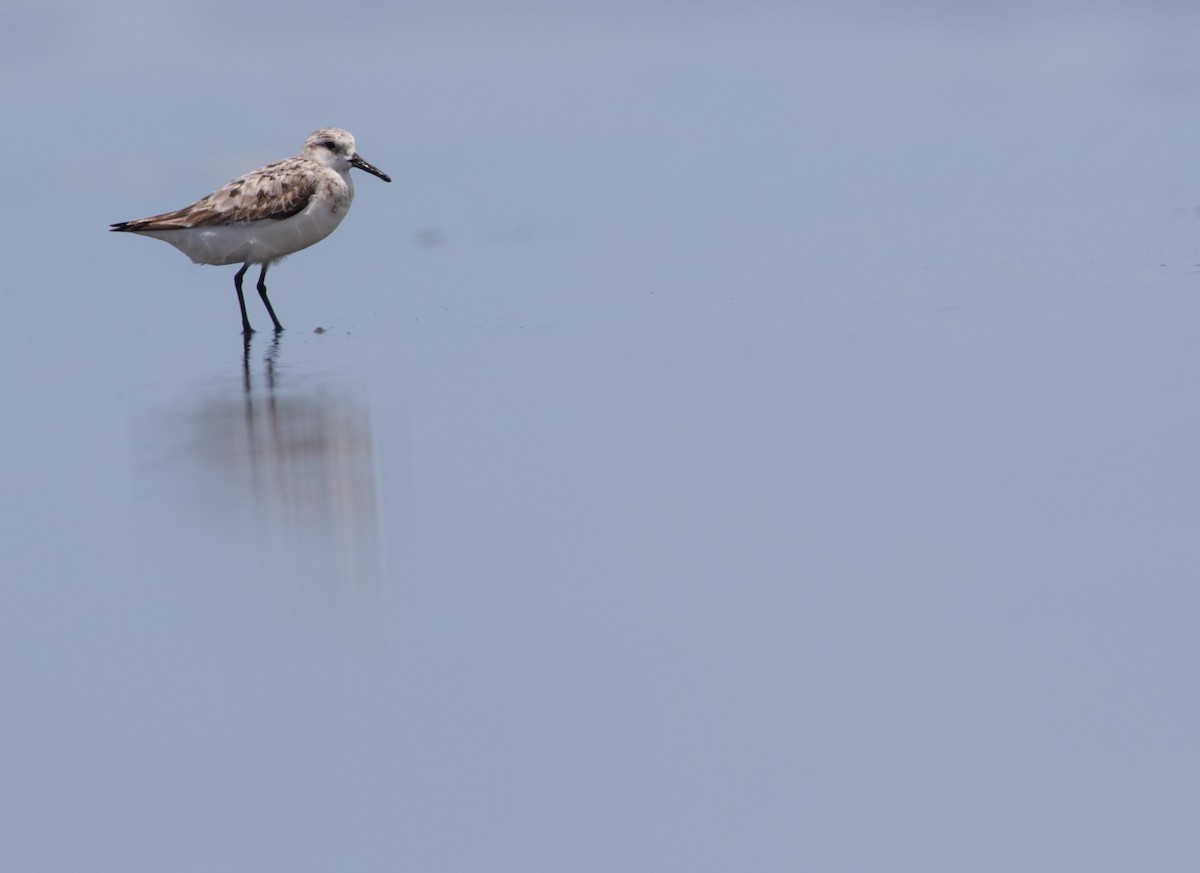 Sanderling - ML369017891