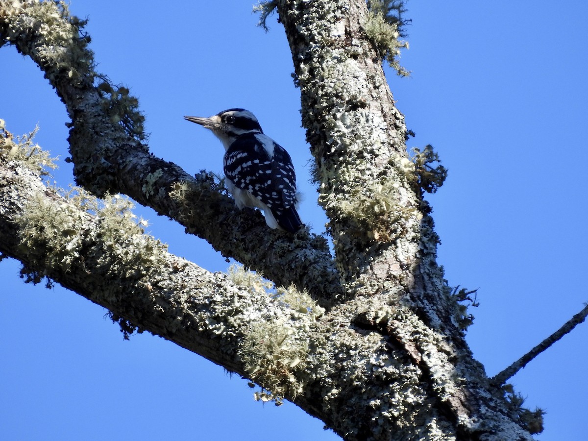 Hairy Woodpecker - ML369018371