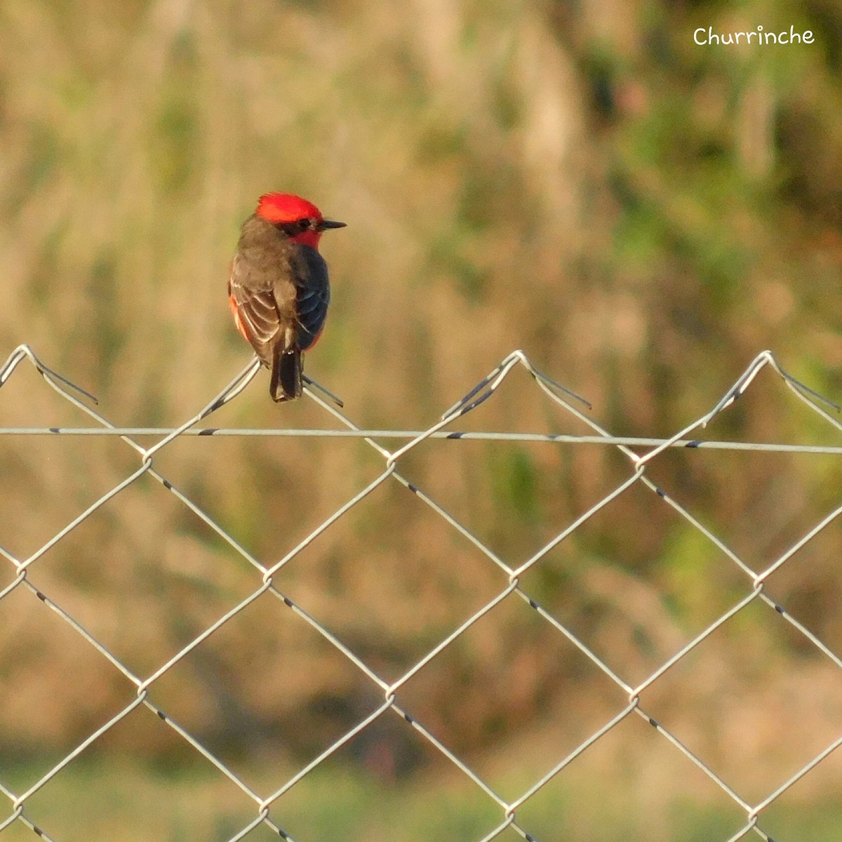 Vermilion Flycatcher - ML369020951