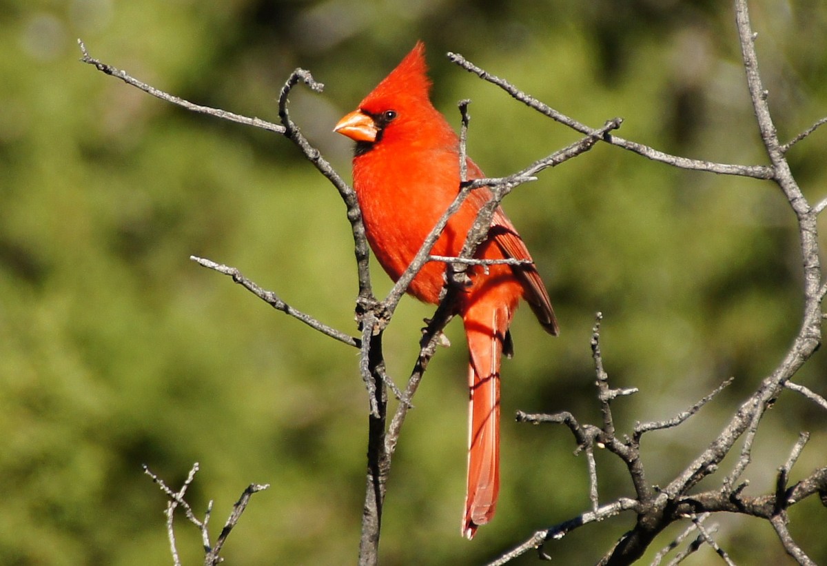 Northern Cardinal - ML369021881