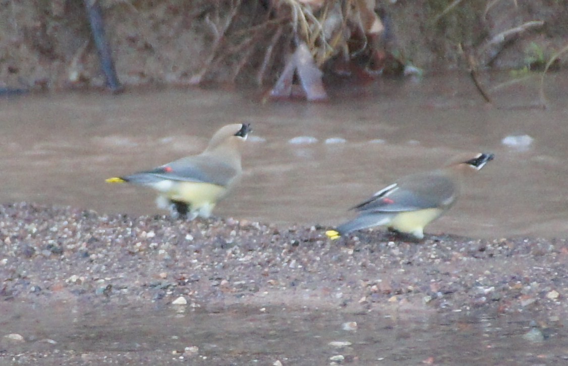 Cedar Waxwing - ML369022161