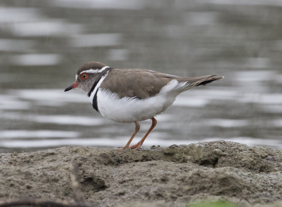 Three-banded Plover - ML369023261