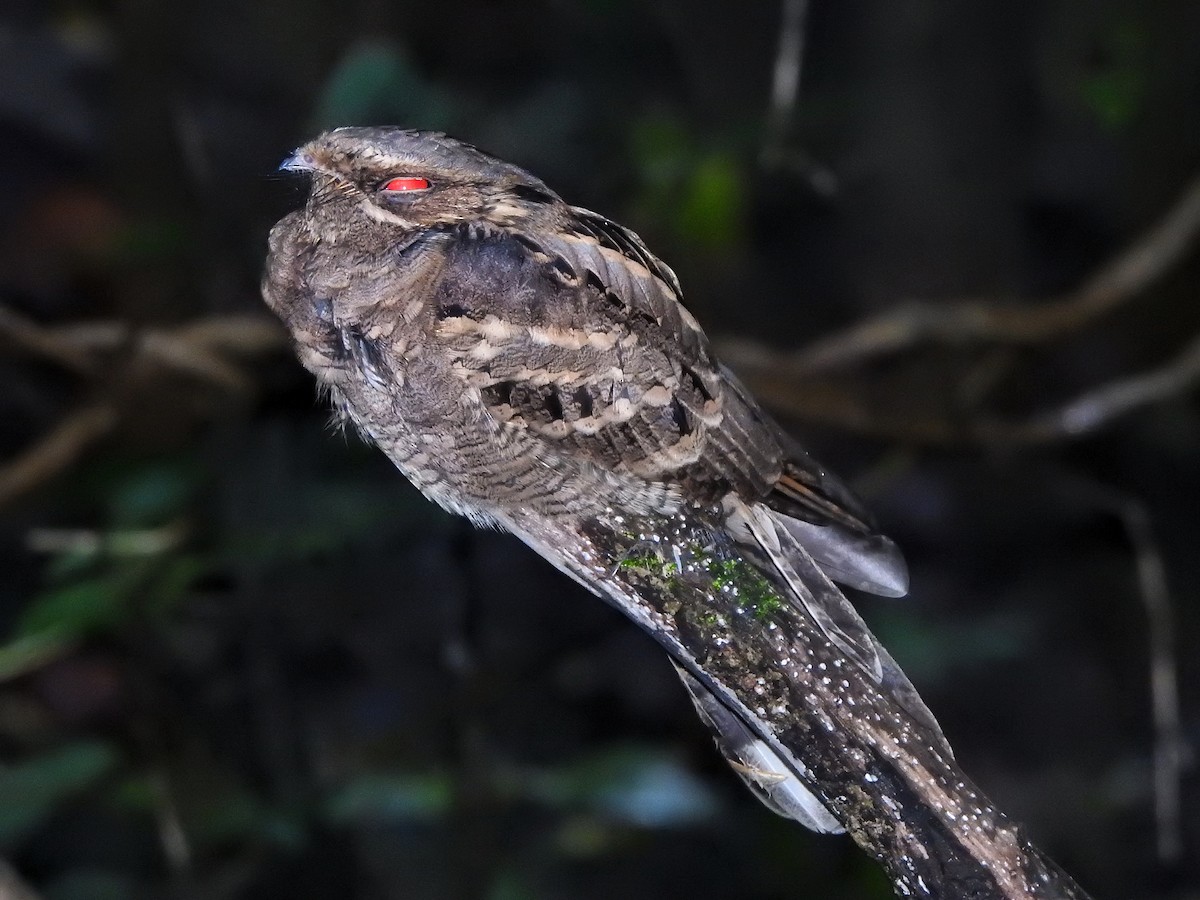 Large-tailed Nightjar - Hareendra Baraiya
