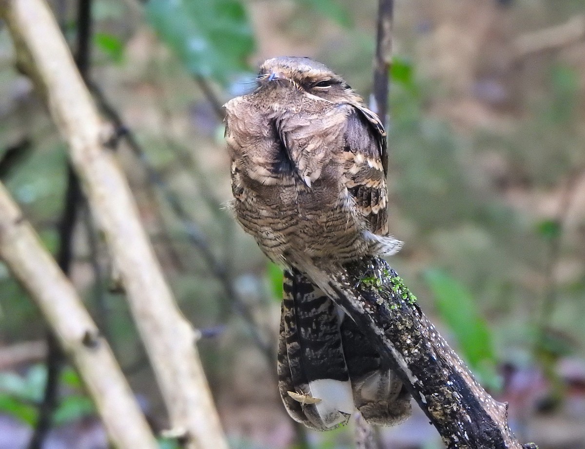 Large-tailed Nightjar - Hareendra Baraiya