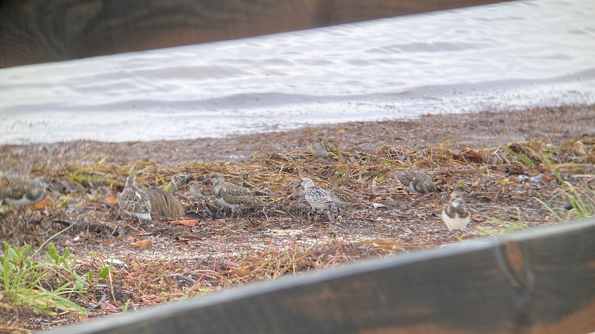 Black-bellied Plover - ML369027441