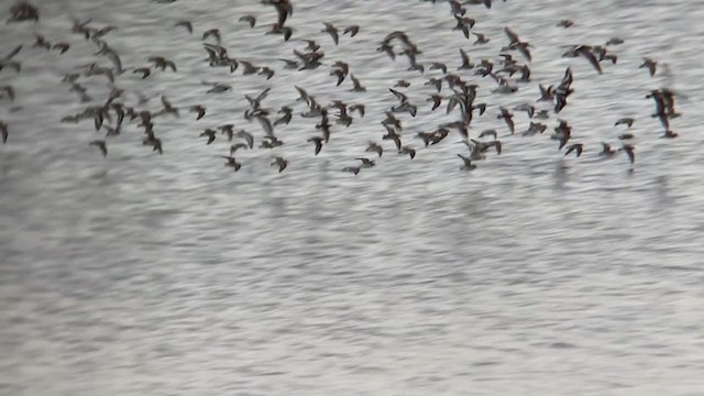 Semipalmated Sandpiper - ML369028291