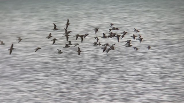 Short-billed Dowitcher - ML369028351