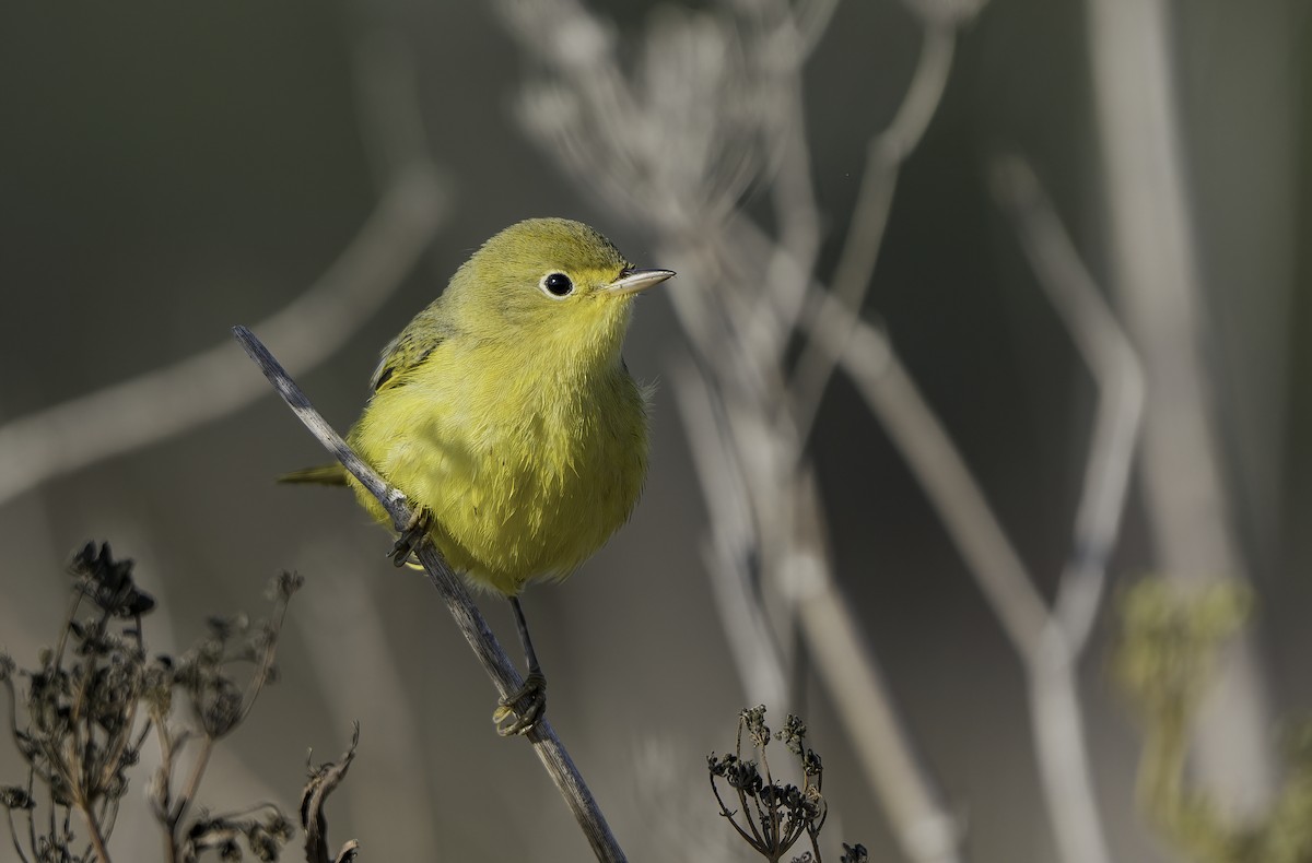 Yellow Warbler - ML369028381