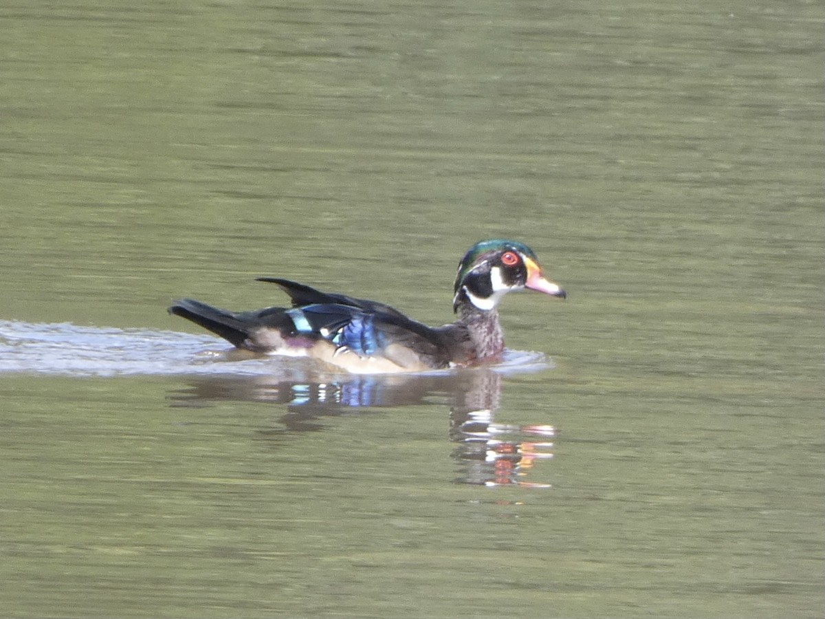 Wood Duck - ML369029581