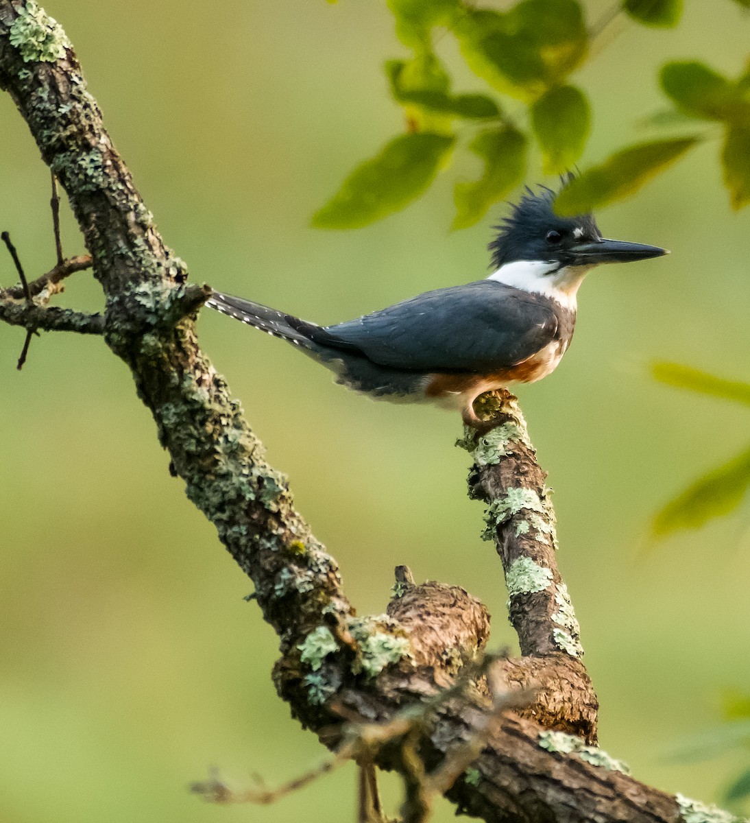 Belted Kingfisher - ML369031601