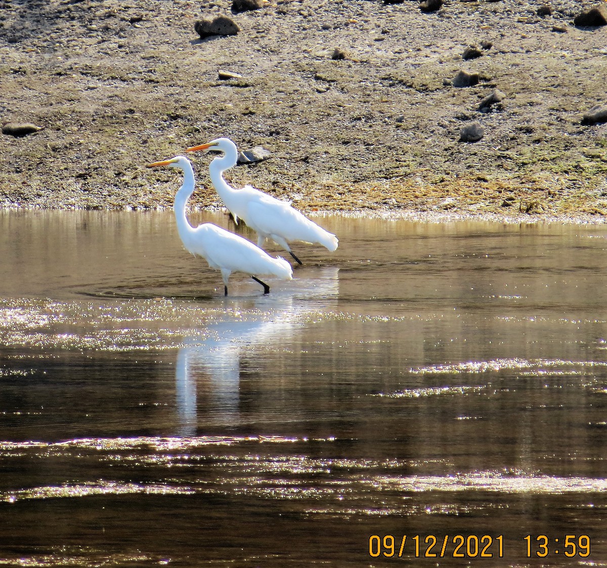 Great Egret - ML369033011