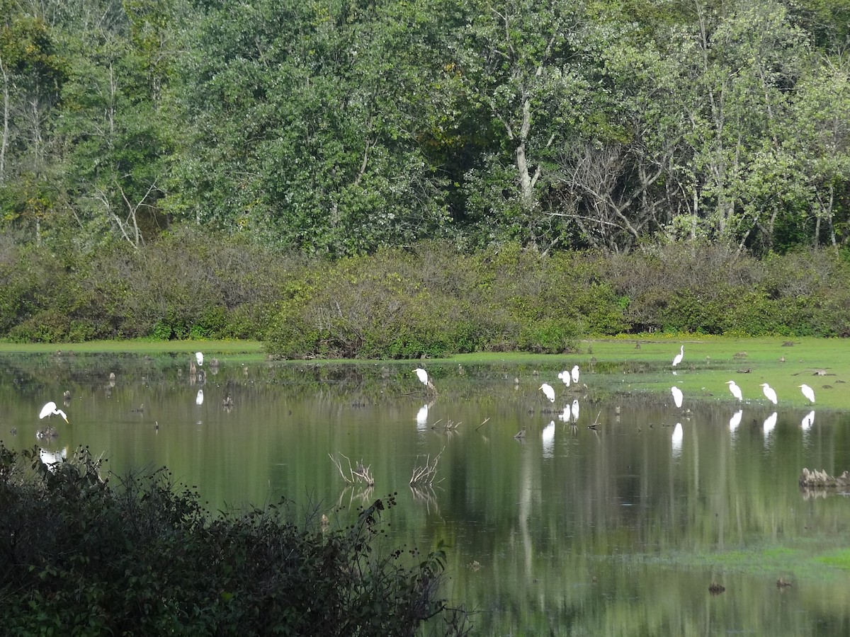 Great Egret - Jeffrey Roth