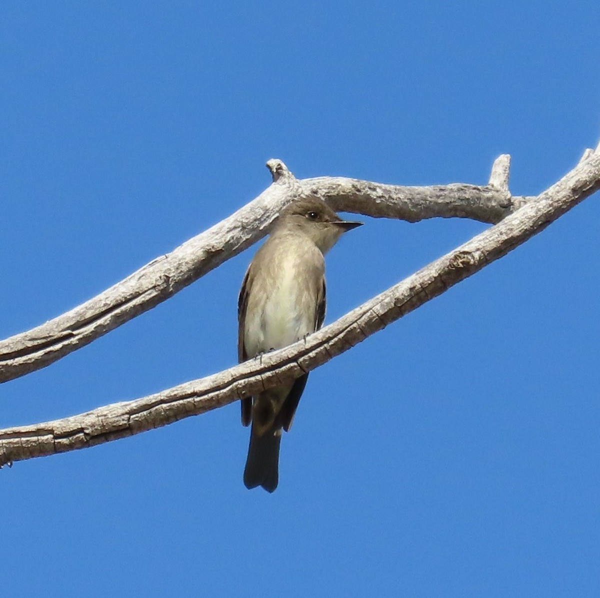 Western Wood-Pewee - ML369035631