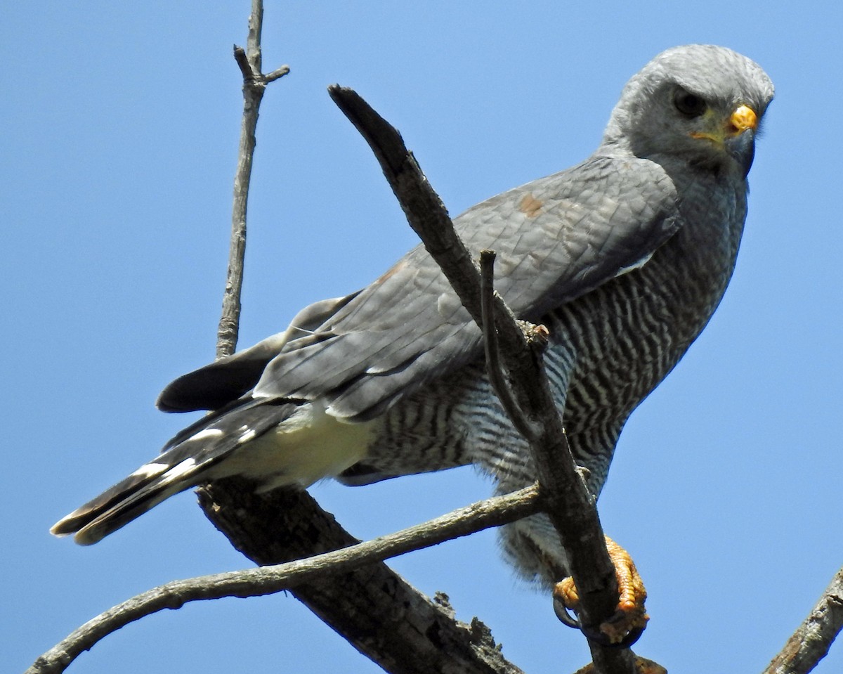 Gray Hawk - ML369036131