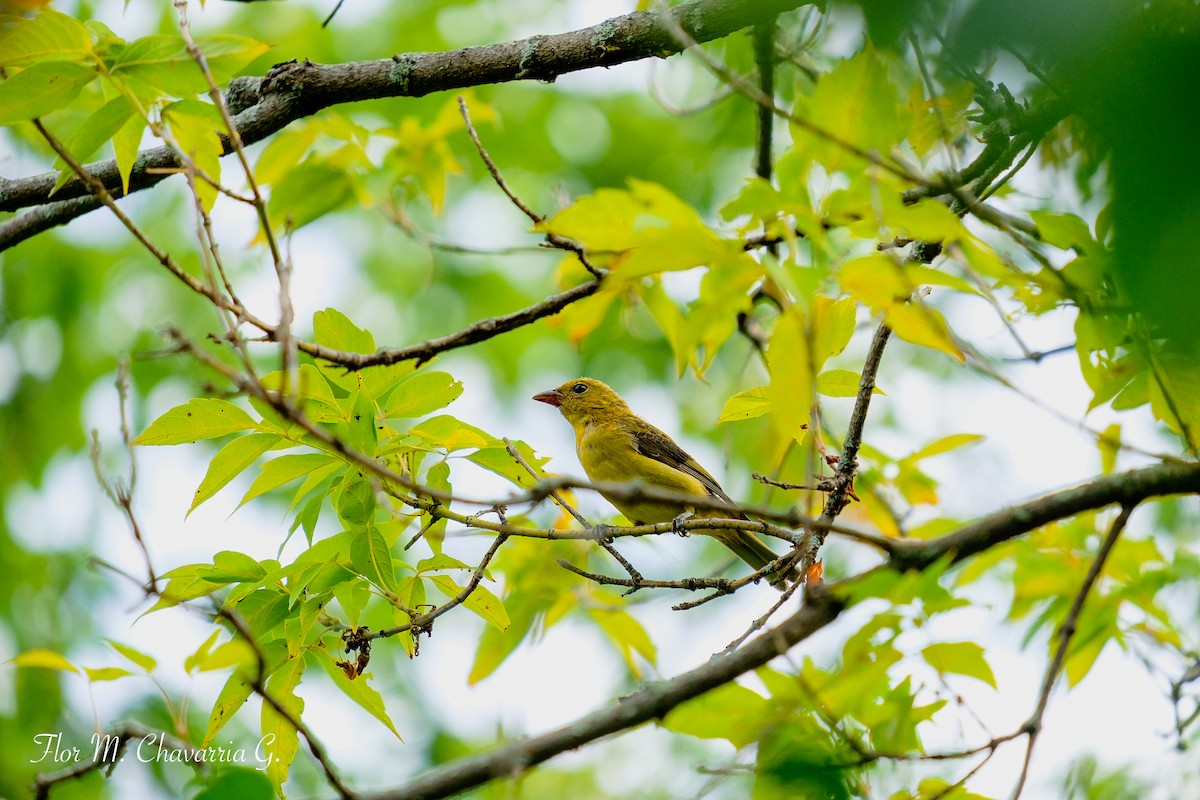 Scarlet Tanager - ML369037331