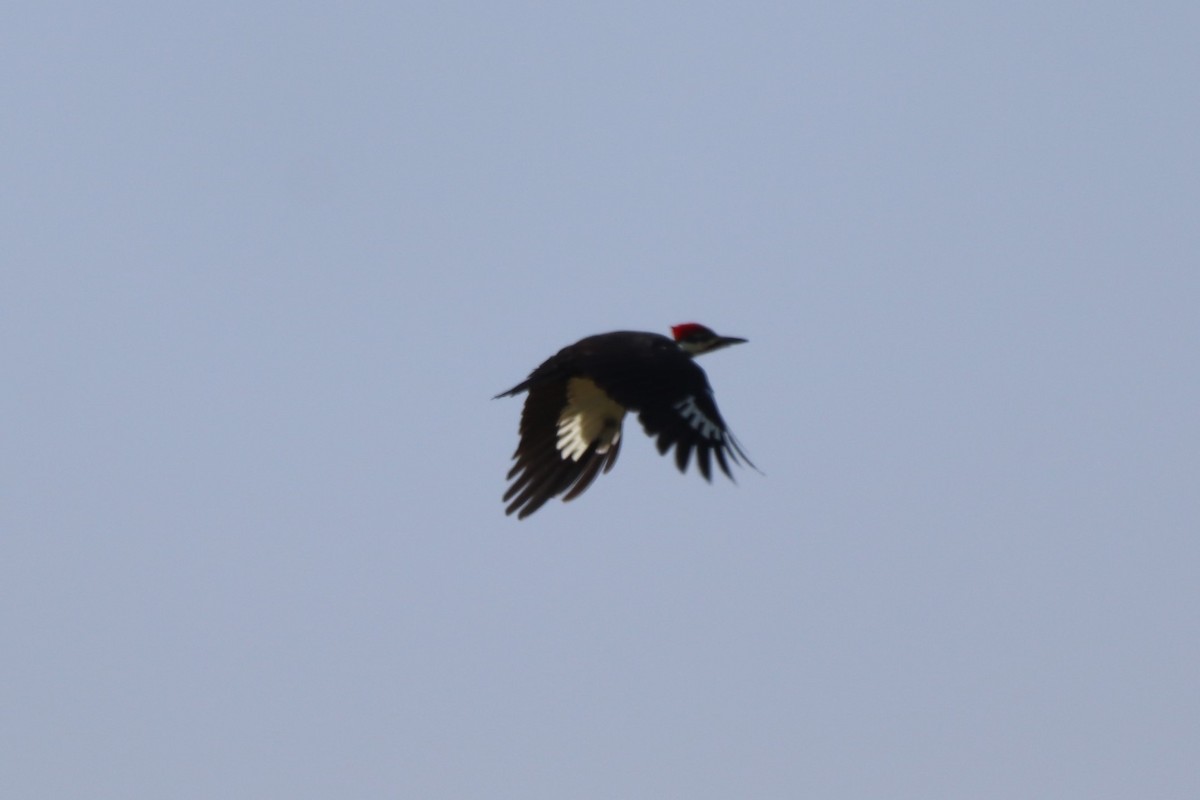 Pileated Woodpecker - ML369037631