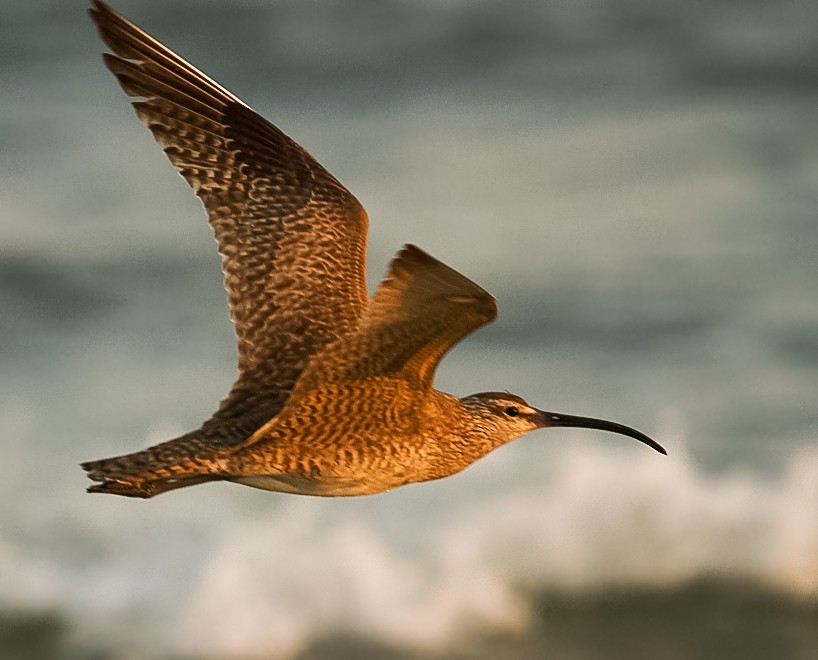 Whimbrel - Anonymous