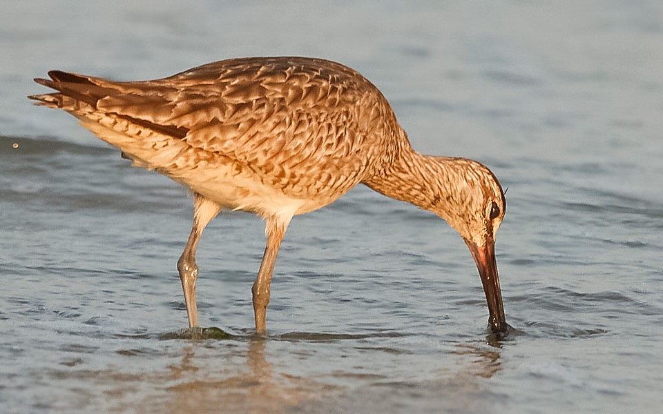 Regenbrachvogel - ML369038981