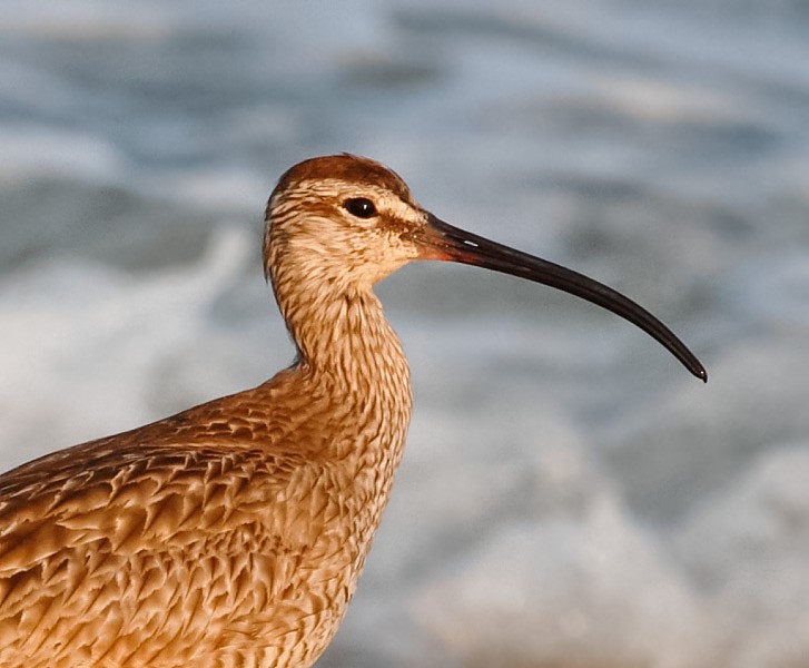 Regenbrachvogel - ML369039621