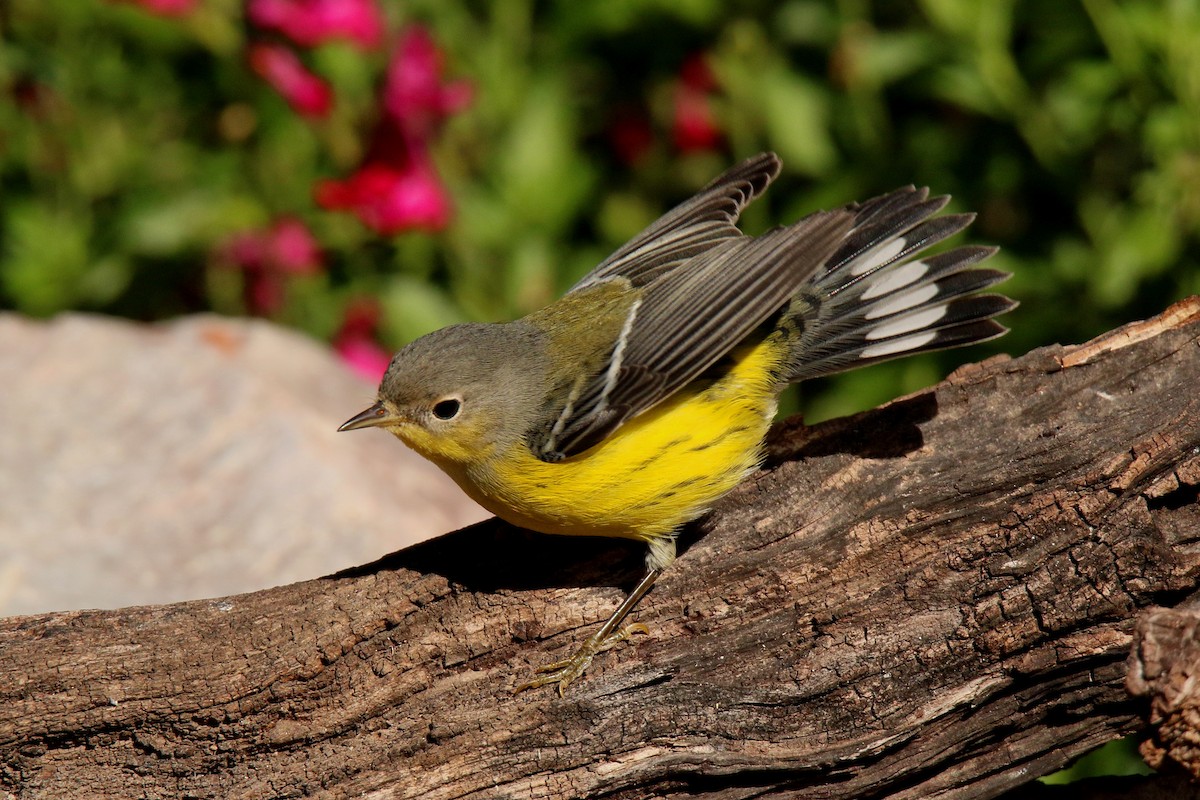 Magnolia Warbler - ML36904031