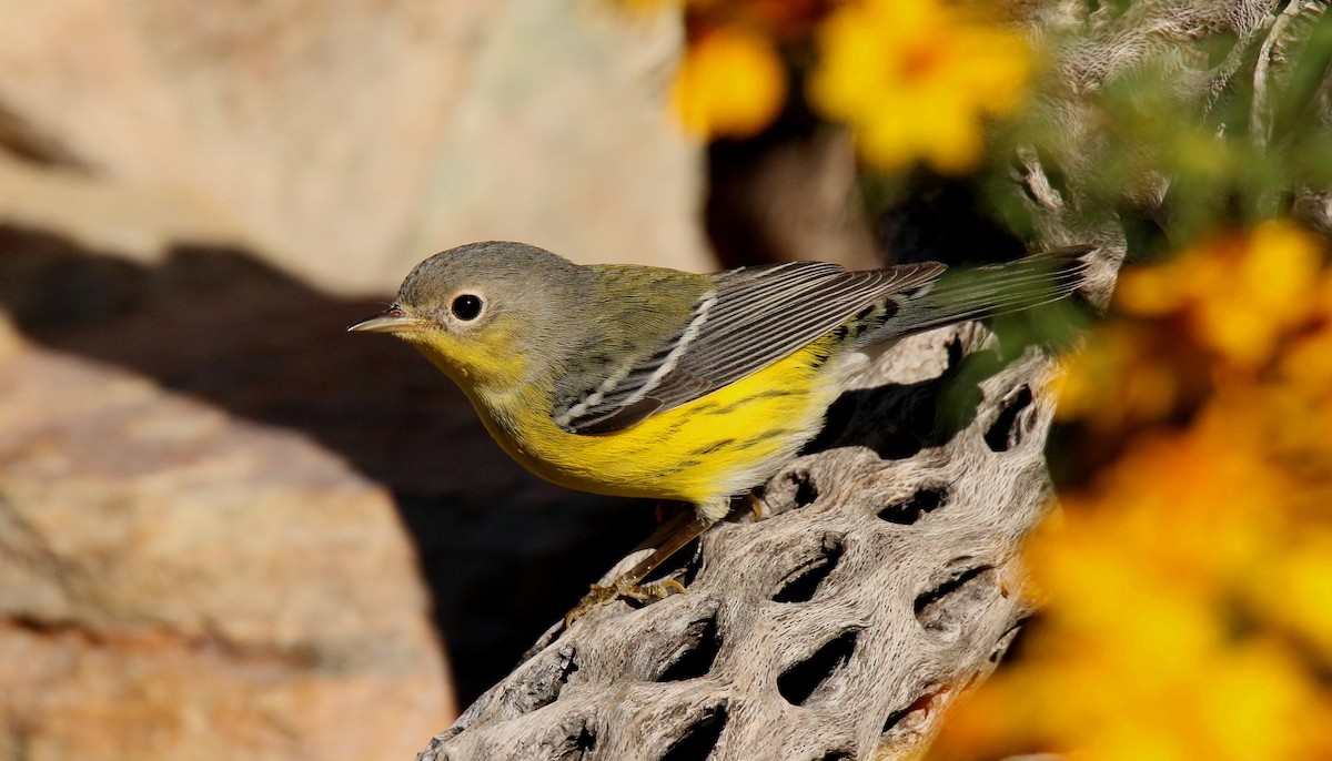 Magnolia Warbler - ML36904041