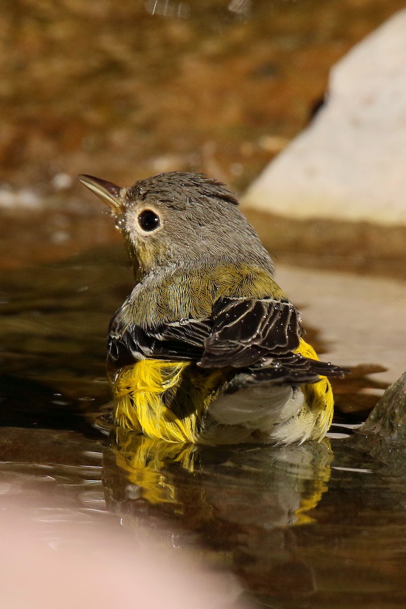 Magnolia Warbler - ML36904071