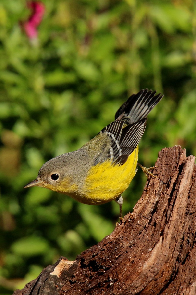 Magnolia Warbler - ML36904101