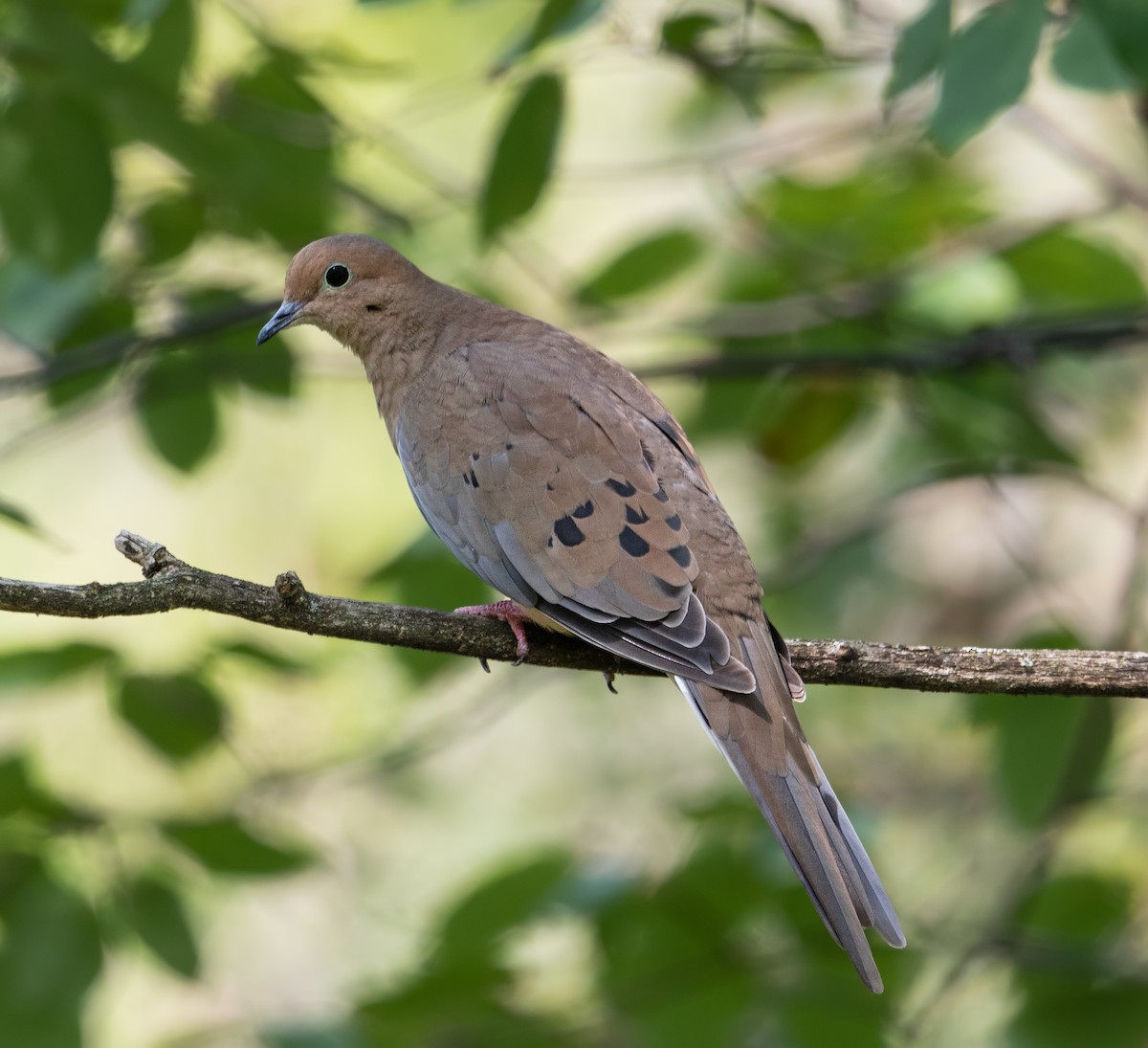 Mourning Dove - ML369042361