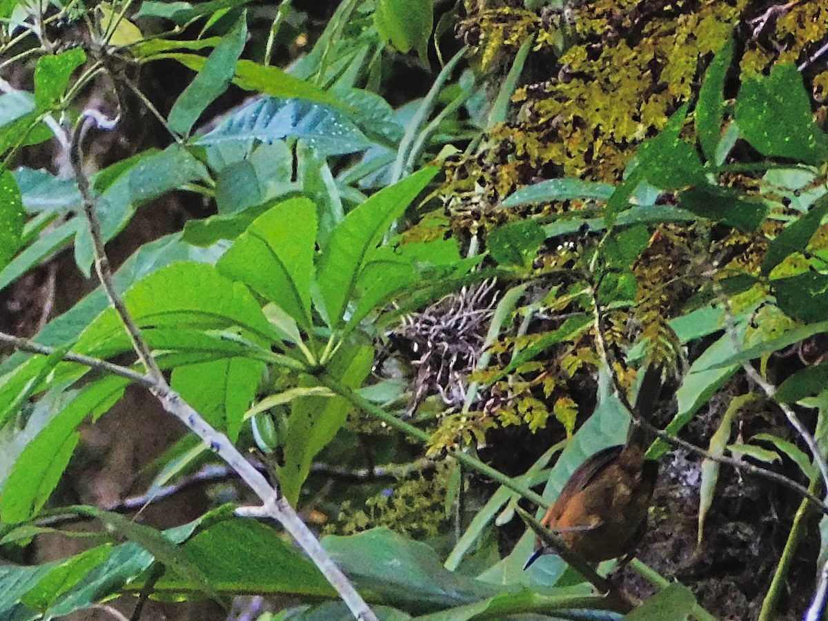 Santo Thicketbird - ML369043891