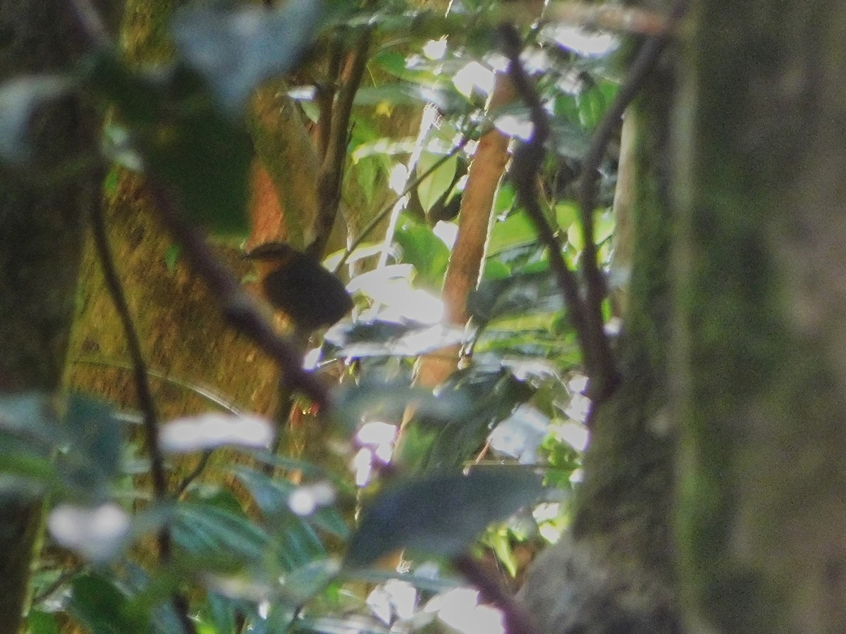 Santo Thicketbird - ML369043921