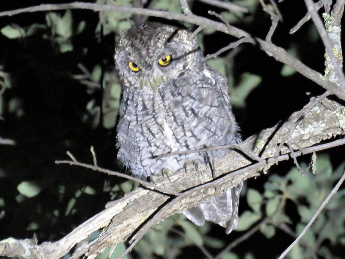 Whiskered Screech-Owl - ML369045361