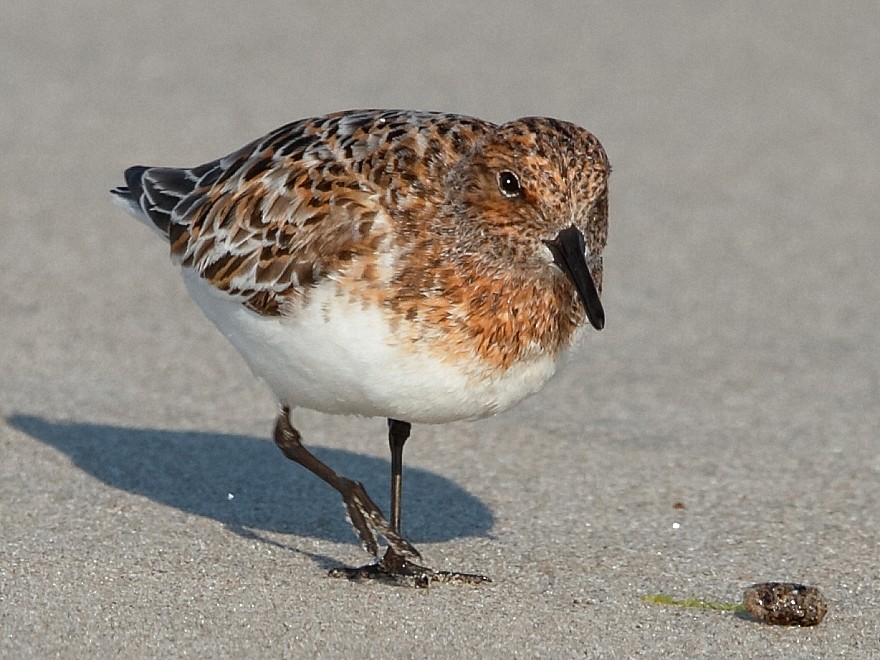 Bécasseau sanderling - ML369046301