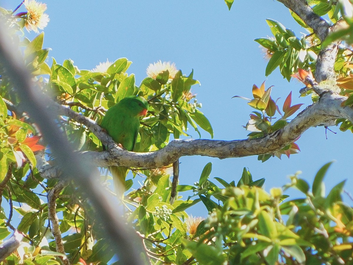 Palm Lorikeet - ML369046411