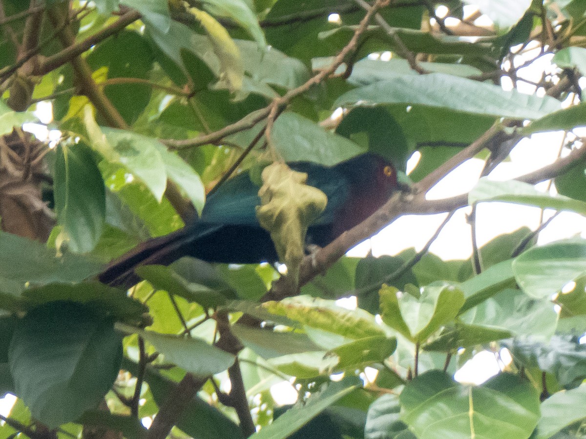 Chestnut-breasted Malkoha - ML369046751