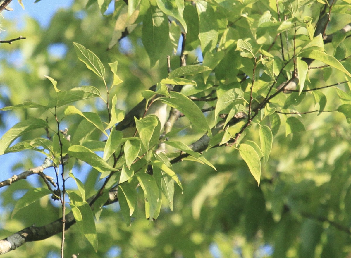 Warbling Vireo - ML369046871