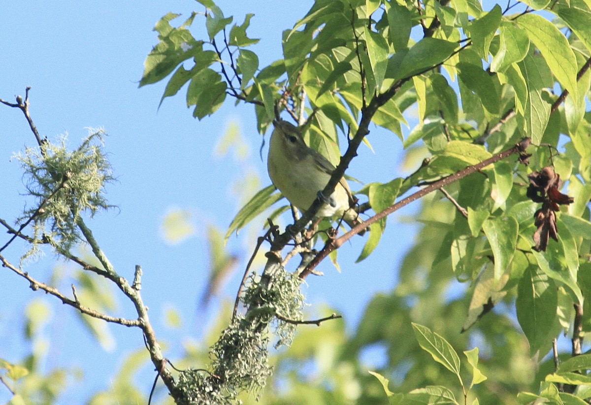 Warbling Vireo - ML369046921