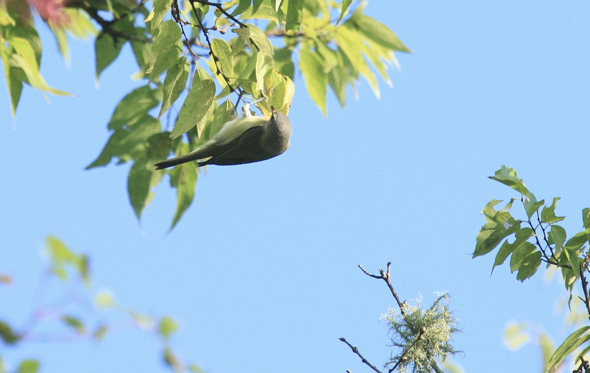 Warbling Vireo - ML369046981