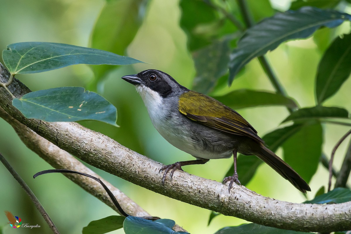 Costa Rican Brushfinch - Fernando Burgalin Sequeria