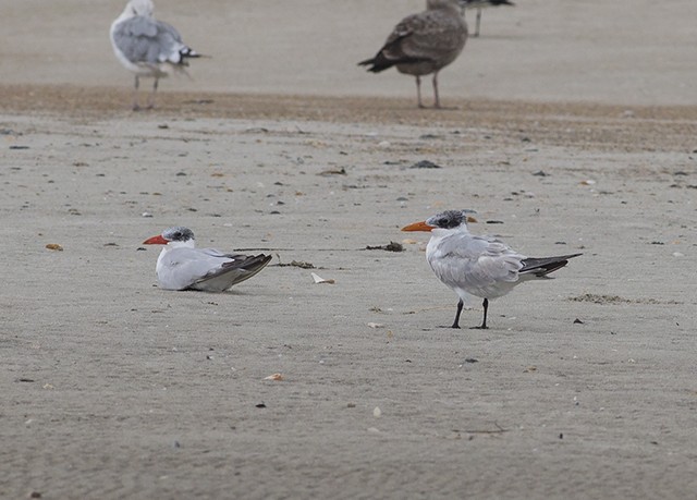 Caspian Tern - ML36905111