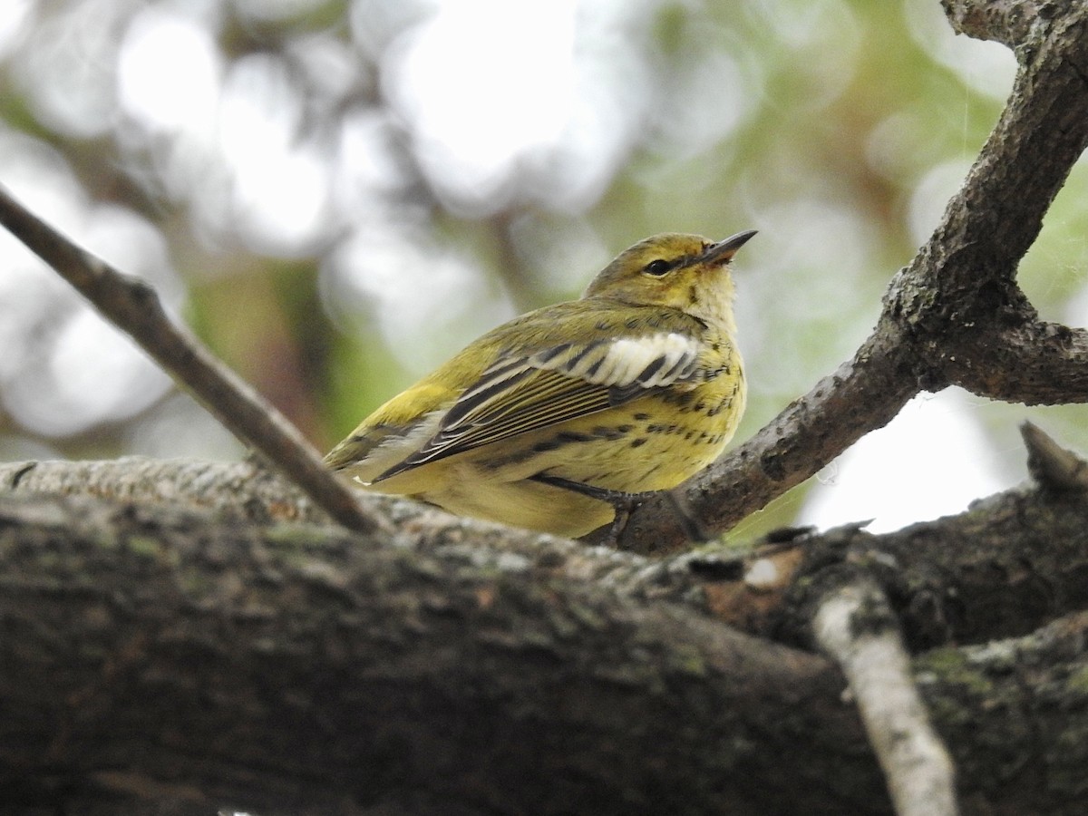 Cape May Warbler - Michael McNamee