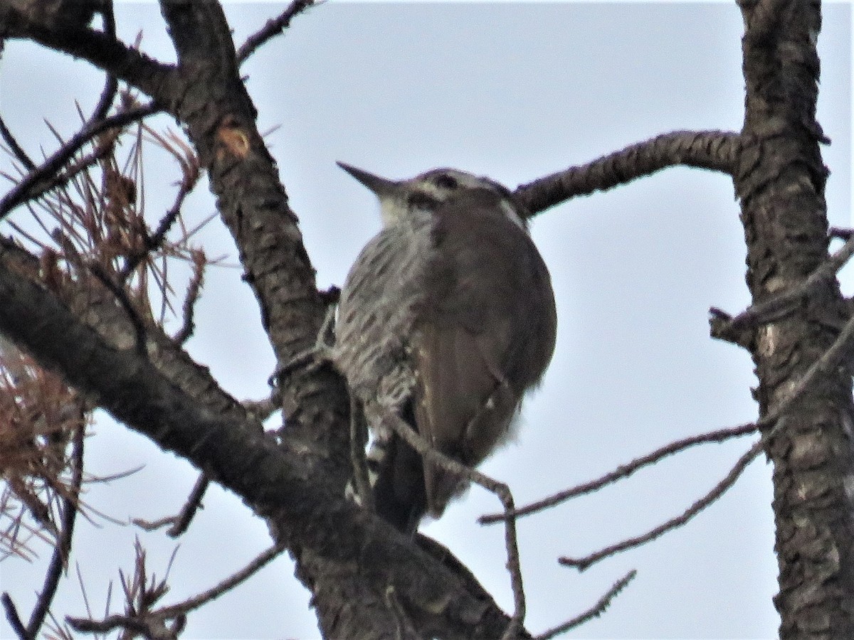 Arizona Woodpecker - ML369051861