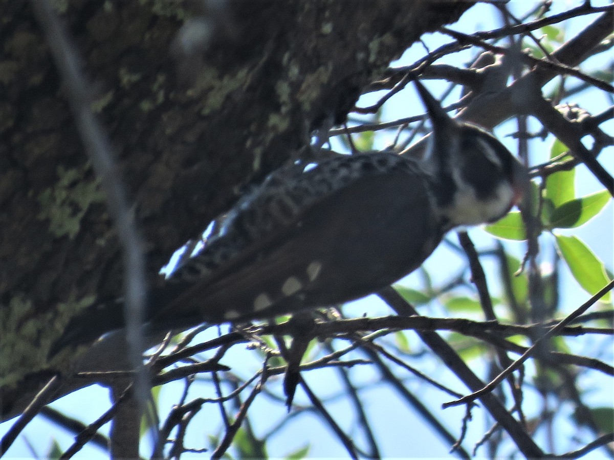 Arizona Woodpecker - ML369054791
